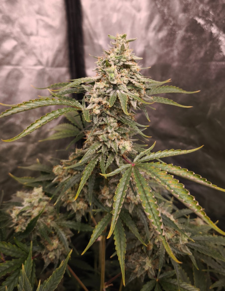 Auto Fire Bruce Feminized (Gnomes Seeds)-Gnomes Seeds-GnomesGarden