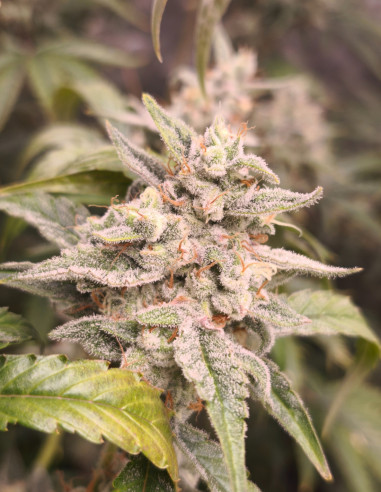 Auto Fire Bruce Feminizowane (Gnomes Seeds)-Gnomes Seeds-GnomesGarden