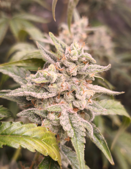 Auto Fire Bruce Feminizowane (Gnomes Seeds)-Gnomes Seeds-GnomesGarden