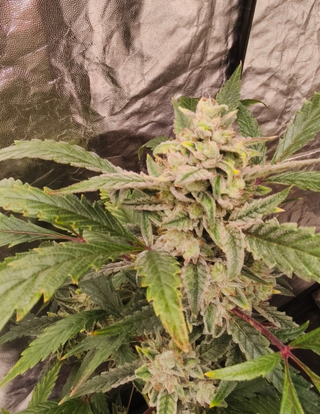 Auto Fire Bruce Feminizowane (Gnomes Seeds)-Gnomes Seeds-GnomesGarden