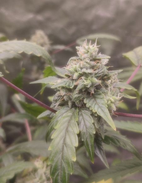 Auto Orange Squirt Feminizado (Gnomes Seeds)-Gnomes Seeds-GnomesGarden