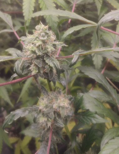 Auto Orange Squirt Feminizowane (Gnomes Seeds)-Gnomes Seeds-GnomesGarden