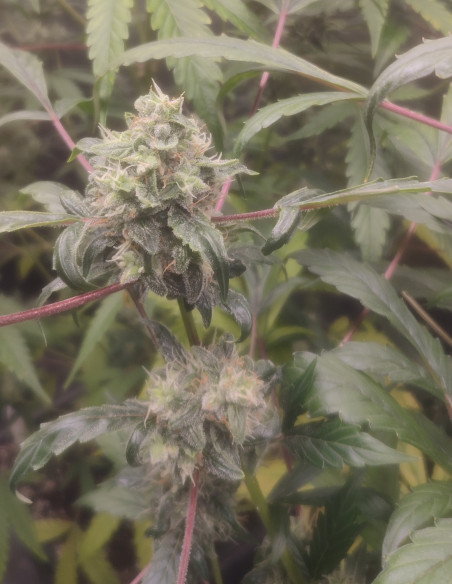 Auto Orange Squirt Feminized (Gnomes Seeds)-Gnomes Seeds-GnomesGarden