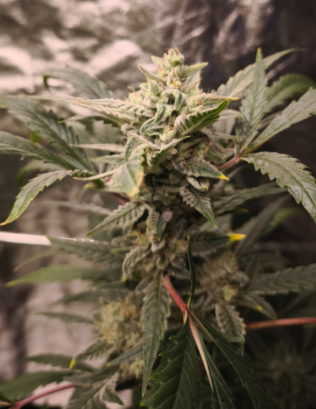 Auto Orange Squirt Feminizado (Gnomes Seeds)-Gnomes Seeds-GnomesGarden