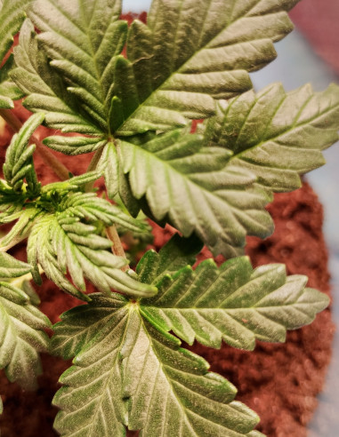 Auto Orange Squirt Feminizado (Gnomes Seeds)-Gnomes Seeds-GnomesGarden