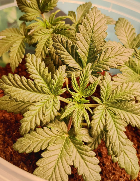 Auto Orange Squirt Feminizado (Gnomes Seeds)-Gnomes Seeds-GnomesGarden