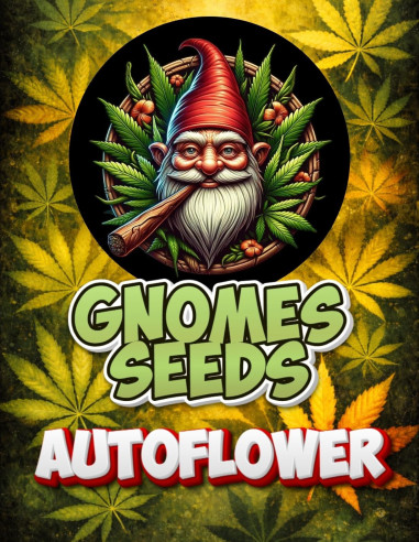 Auto Critical Sour Kush Feminizowane (Gnomes Seeds)-Odmiana tygodnia -50%-GnomesGarden