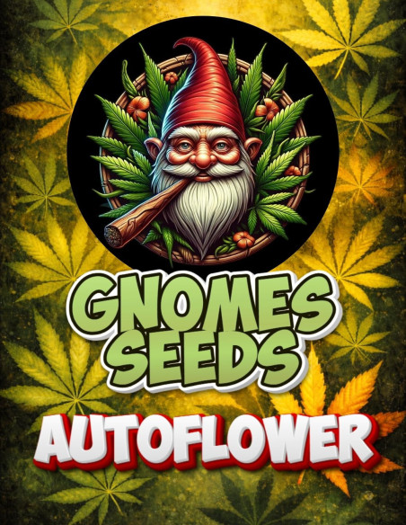 Auto Critical Sour Kush Feminizowane (Gnomes Seeds)-Odmiana tygodnia -50%-GnomesGarden