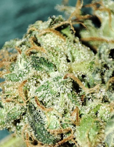 Fast/Auto Sour Pluto Out Mix Feminized (Gnomes Seeds)-Gnomes Seeds-GnomesGarden