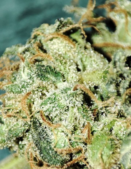 Fast/Auto Sour Pluto Out Mix Feminizowane (Gnomes Seeds)-Gnomes Seeds-GnomesGarden