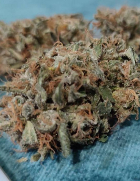 Fast/Auto Sour Pluto Out Mix Feminized (Gnomes Seeds)-Gnomes Seeds-GnomesGarden