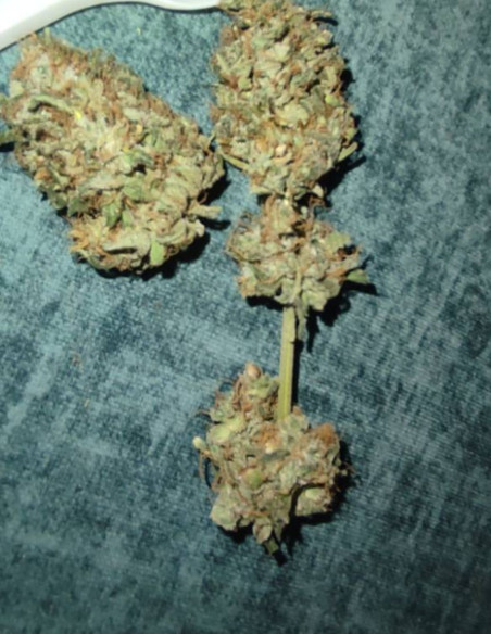 Fast/Auto Sour Pluto Out Mix Feminizowane (Gnomes Seeds)-Gnomes Seeds-GnomesGarden