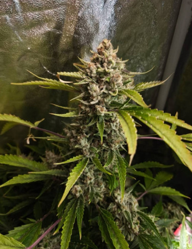 POR 1,7 EURO Auto ChemBanner Feminizado (Gnomes Seeds)-Semillas por 1,7 euros-GnomesGarden