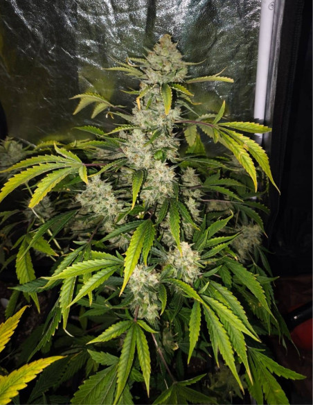 POR 1,7 EURO Auto ChemBanner Feminizado (Gnomes Seeds)-Semillas por 1,7 euros-GnomesGarden