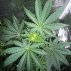 C99 x Blueberry Early Version Feminizowane (Gnomes Seeds)