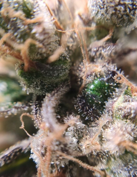 FOR 1.7 EURO Strawberry  Feminized (Gnomes Seeds)-For 1.70 E Seeds-GnomesGarden