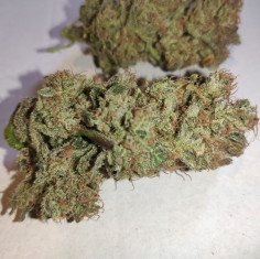 Strawberry Feminizowane (Gnomes Seeds)