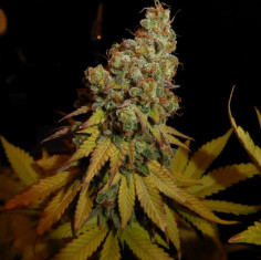 Auto Runtzer Feminised (Gnomes Seeds)