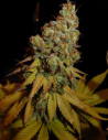 Auto Runtzer Feminizowane (MJ Seeds)