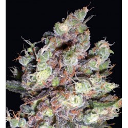 Cotton Candy Feminized (Delicious Seeds)