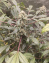 POR 1,7 EURO Auto Orange Squirt Feminizado (Gnomes Seeds)