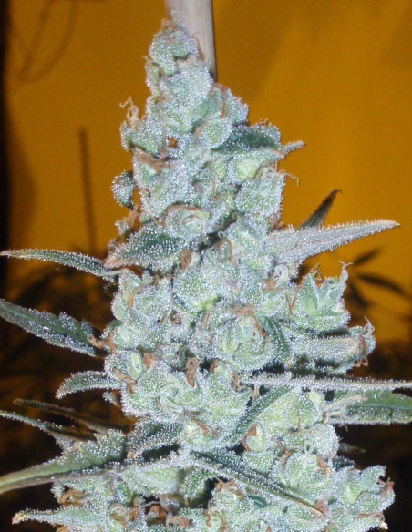 Critical Jack Herer Feminizowane (Delicious Seeds)-Delicious Seeds-GnomesGarden
