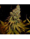 Auto Runtz Feminized (Gnomes Seeds)