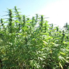 Durban Passion Feminizadas (Gnomes Seeds)