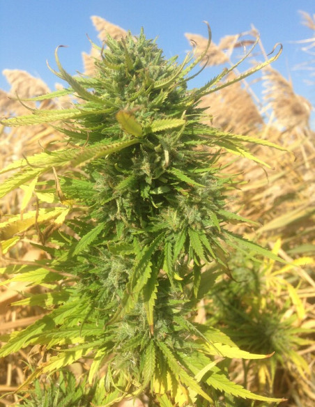 Guerilla Afghani Gold Feminizovaná (Gnomes Seeds)-Týdenní rozmanitost -50%-GnomesGarden