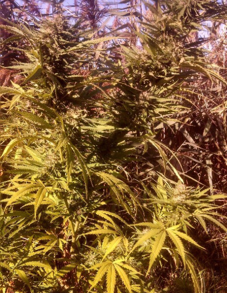 Guerilla Afghani Gold Feminizovaná (Gnomes Seeds)-Týdenní rozmanitost -50%-GnomesGarden