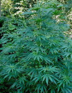 Fast Amnesia Lemon Fem (Gnomes Seeds)