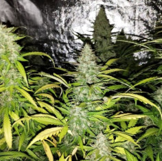 Gelato Feminizowane (Gnomes Seeds)