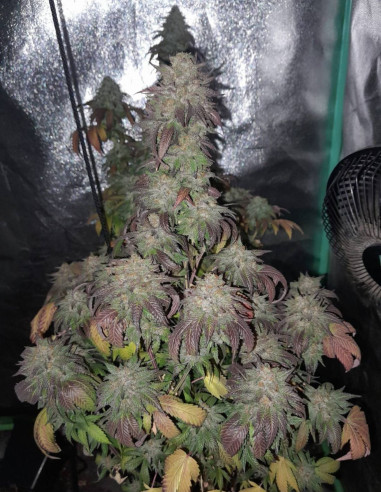 ZA 7 ZŁOTYCH Tropicana Cookies Purple Feminizowane (Gnomes Seeds)-Za 7 złych-GnomesGarden