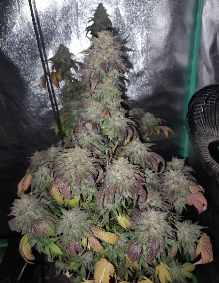 FÜR 1,7 EURO Tropicana Cookies Purple Feminisiert (Gnomes Seeds)-Samen für 1,7 Euro-GnomesGarden