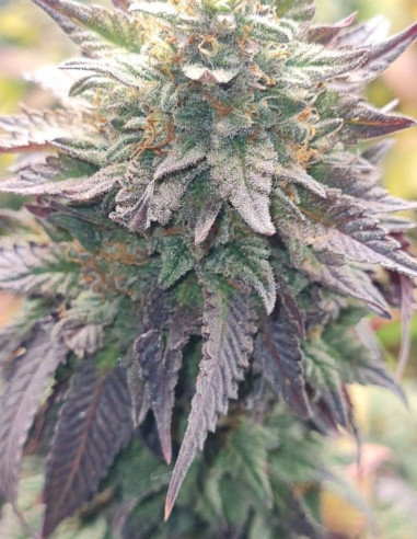 FÜR 1,7 EURO Tropicana Cookies Purple Feminisiert (Gnomes Seeds)-Samen für 1,7 Euro-GnomesGarden