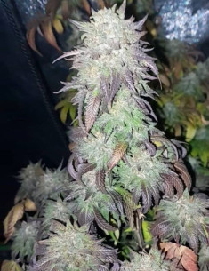 ZA 1,7 EURA Tropicana Cookies Purple Feminizovane (Gnomes Seeds)