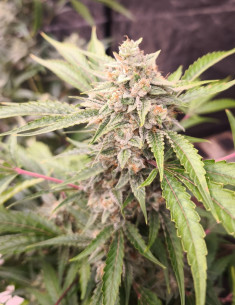 FOR 1.7 EURO Auto Fire Bruce Feminized (Gnomes Seeds)