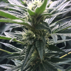 FÜR 1,7 EURO Passion Fast Version Outdoor Feminisiert (Gnomes Seeds)