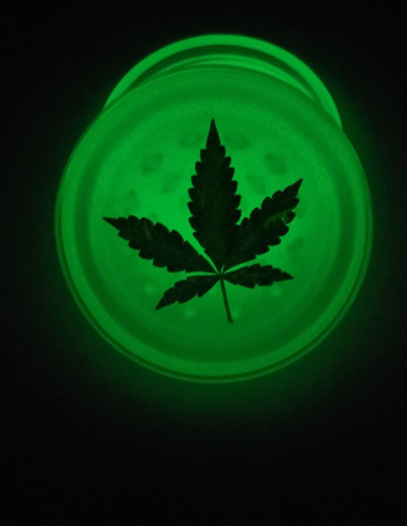 Fluoreszierender Grinder Mit Getrocknetem Blatt-Akcesoria-GnomesGarden