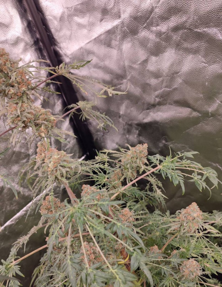 Supa Freak Show Regular (Gnomes Seeds)-Gnomes Seeds-GnomesGarden