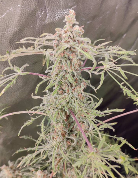 Supa Freak Show Regular (Gnomes Seeds)-Gnomes Seeds-GnomesGarden