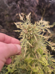 Auto Supa Freak Show Regularne (Gnomes Seeds)