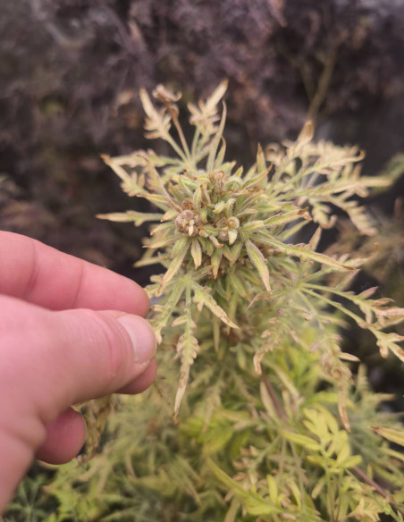 Auto Supa Freak Show Regularne (Gnomes Seeds)-Gnomes Seeds-GnomesGarden