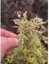 Auto Supa Freak Show Regularne (Gnomes Seeds)