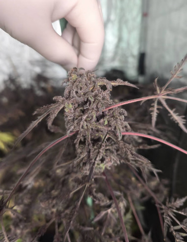 Auto Supa Freak Show Regularne (Gnomes Seeds)-Mutanty-GnomesGarden