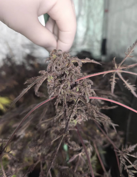 Auto Supa Freak Show Regularne (Gnomes Seeds)-Gnomes Seeds-GnomesGarden