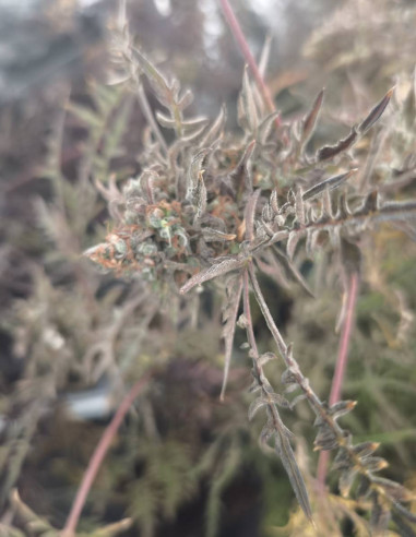 Auto Supa Freak Show Regularne (Gnomes Seeds)-Gnomes Seeds-GnomesGarden