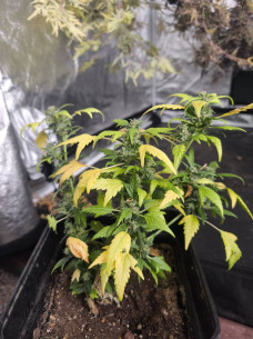 Auto Duck Reguläre  (Gnomes Seeds)