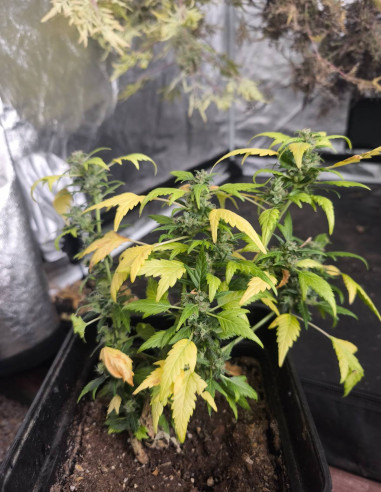 Auto Duck Regular (Dutch Passion)-Gnomes Seeds-GnomesGarden