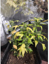 Auto Duck Reguläre  (Gnomes Seeds)